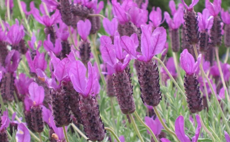 Otto Quast Lavender Live Plants - Set of 2, 4-6" Tall, Bare Root, Fragrant Perennial Flowers, Indoor/Outdoor Otto Quast Lavender Live Plants - Set of 2, 4-6" Tall, Bare Root, Fragrant Perennial Flowers, Indoor/Outdoor - Image 3
