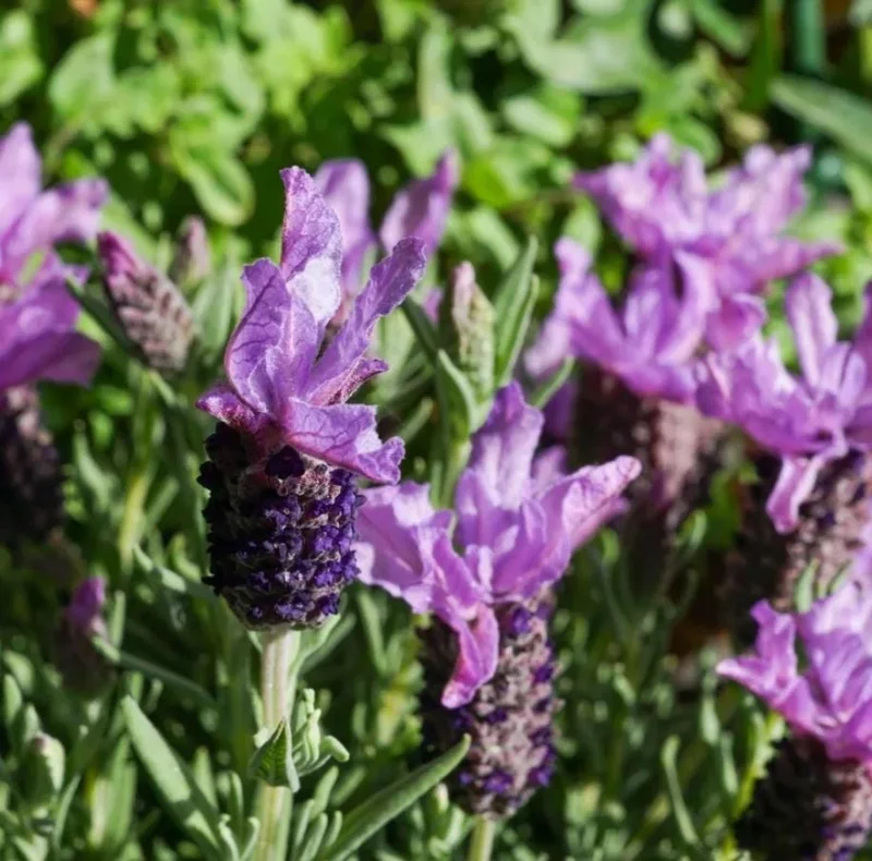 Otto Quast Lavender Live Plants - Set of 2, 4-6" Tall, Bare Root, Fragrant Perennial Flowers, Indoor/Outdoor Otto Quast Lavender Live Plants - Set of 2, 4-6" Tall, Bare Root, Fragrant Perennial Flowers, Indoor/Outdoor - Image 5
