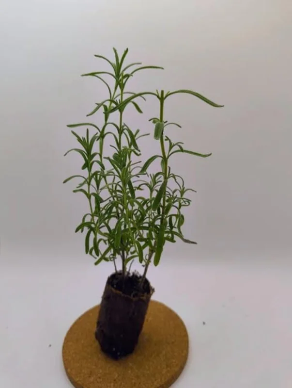 Otto Quast Lavender Live Plants - Set of 2, 4-6" Tall, Bare Root, Fragrant Perennial Flowers, Indoor/Outdoor Otto Quast Lavender Live Plants - Set of 2, 4-6" Tall, Bare Root, Fragrant Perennial Flowers, Indoor/Outdoor - Image 6