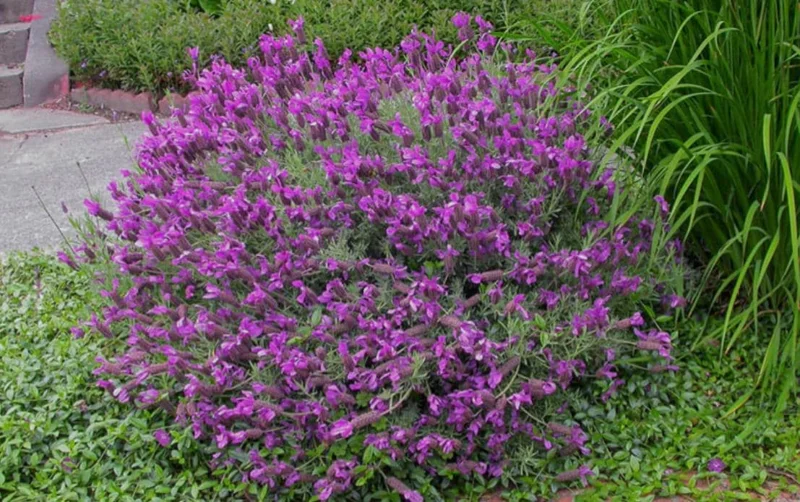 Otto Quast Lavender Live Plants - Set of 2, 4-6" Tall, Bare Root, Fragrant Perennial Flowers, Indoor/Outdoor Otto Quast Lavender Live Plants - Set of 2, 4-6" Tall, Bare Root, Fragrant Perennial Flowers, Indoor/Outdoor - Image 9