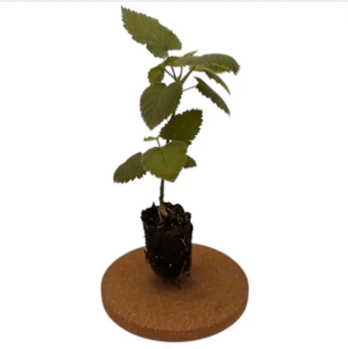 Ouachita Blackberry Live Plants - Thornless Berry Bush, 4-8 Inch, 2-Pack Ouachita Blackberry Live Plants - Thornless Berry Bush, 4-8 Inch, 2-Pack - Image 10