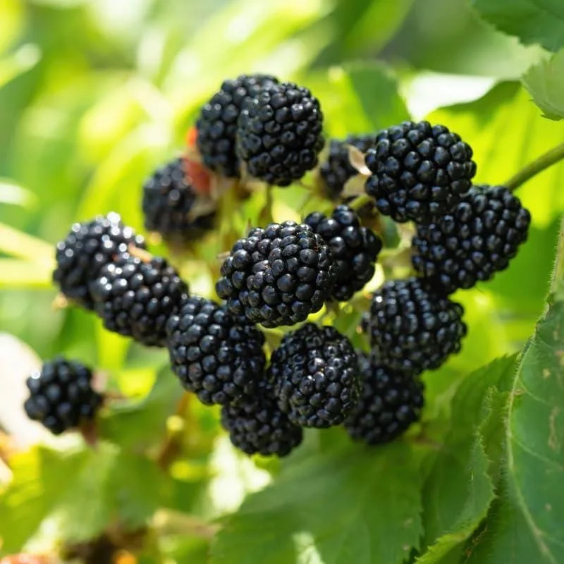 Ouachita Blackberry Live Plants - Thornless Berry Bush, 4-8 Inch, 2-Pack Ouachita Blackberry Live Plants - Thornless Berry Bush, 4-8 Inch, 2-Pack - Image 6