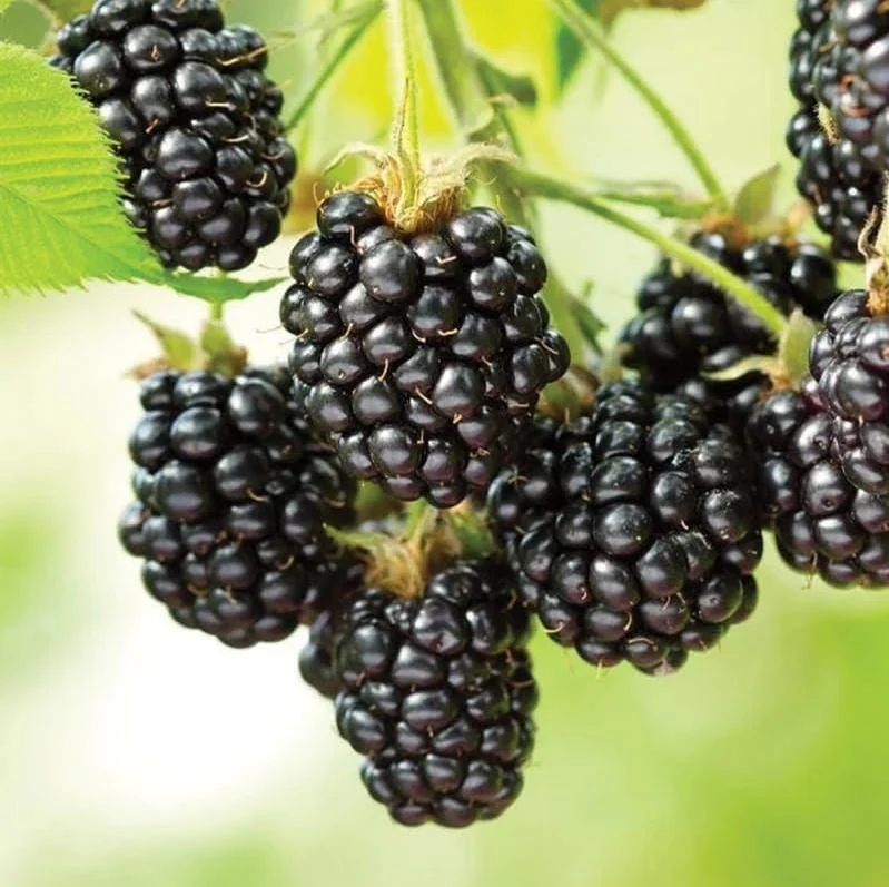 Ouachita Blackberry Live Plants - Thornless Berry Bush, 4-8 Inch, 2-Pack Ouachita Blackberry Live Plants - Thornless Berry Bush, 4-8 Inch, 2-Pack - Image 7