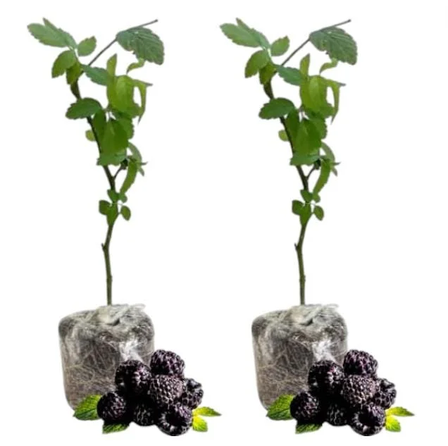Ouachita Blackberry Live Plants - Thornless Berry Bush, 4-8 Inch, 2-Pack Ouachita Blackberry Live Plants - Thornless Berry Bush, 4-8 Inch, 2-Pack - Image 9