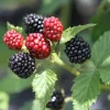 Ouachita Thornless Blackberry Live Plants - 2 Starter Plants, 4-6" Tall, Sweet Fruit - Image 1