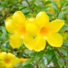 Pack of 2 Brown Bud Allamanda Live Starter Plants - Golden Trumpet Yellow Flowers, 4-8 Inch Tall - Image 1