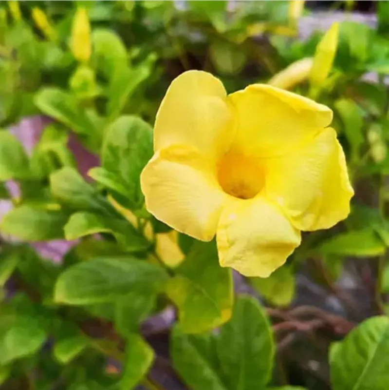 Pack of 2 Dwarf Yellow Allamanda Live Starter Plants, 4-8 Inch Tall, Bright Yellow Blooms Pack of 2 Dwarf Yellow Allamanda Live Starter Plants, 4-8 Inch Tall, Bright Yellow Blooms - Image 3