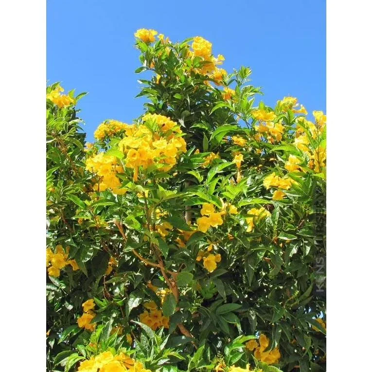 Pack of 2 Dwarf Yellow Allamanda Live Starter Plants, 4-8 Inch Tall, Bright Yellow Blooms Pack of 2 Dwarf Yellow Allamanda Live Starter Plants, 4-8 Inch Tall, Bright Yellow Blooms - Image 5