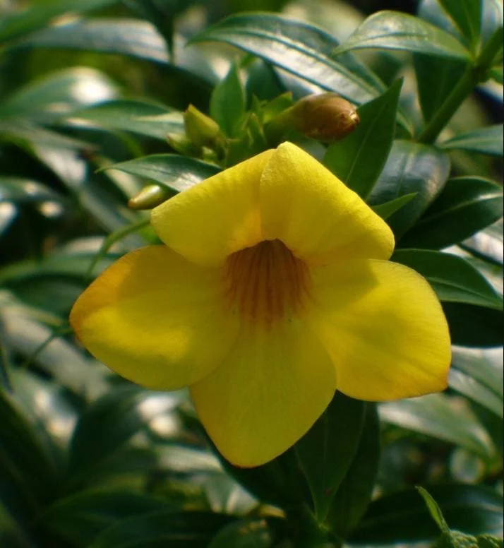Pack of 2 Dwarf Yellow Allamanda Live Starter Plants, 4-8 Inch Tall, Bright Yellow Blooms Pack of 2 Dwarf Yellow Allamanda Live Starter Plants, 4-8 Inch Tall, Bright Yellow Blooms - Image 6