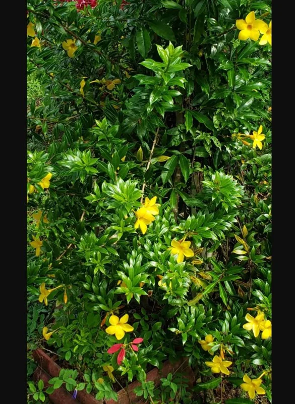 Pack of 2 Dwarf Yellow Allamanda Live Starter Plants, 4-8 Inch Tall, Bright Yellow Blooms Pack of 2 Dwarf Yellow Allamanda Live Starter Plants, 4-8 Inch Tall, Bright Yellow Blooms - Image 7