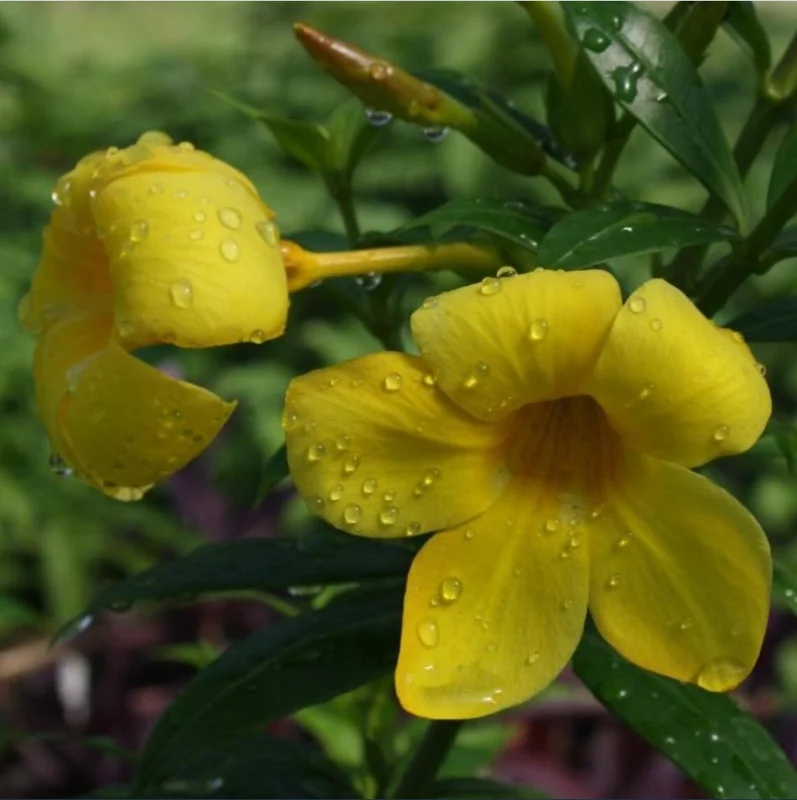 Pack of 2 Dwarf Yellow Allamanda Live Starter Plants, 4-8 Inch Tall, Bright Yellow Blooms Pack of 2 Dwarf Yellow Allamanda Live Starter Plants, 4-8 Inch Tall, Bright Yellow Blooms - Image 8