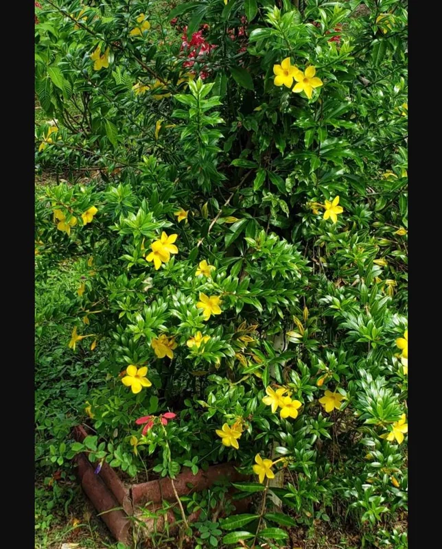 Pack of 2 Dwarf Yellow Allamanda Live Starter Plants, 4-8 Inch Tall, Bright Yellow Blooms Pack of 2 Dwarf Yellow Allamanda Live Starter Plants, 4-8 Inch Tall, Bright Yellow Blooms - Image 9