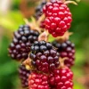 Pack of 2 Sweet Boysenberry Live Plants – 4-6 Inch Tall Fruit Bearing Raspberry Blackberry for Outdoor Gardens - Image 1