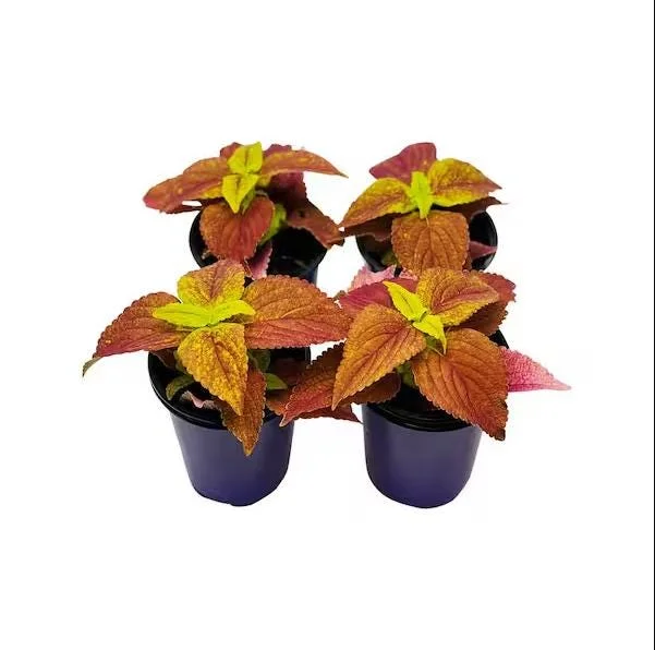 Pack of 3 Alabama Sunset Coleus Live Starter Plant - 4-8 Inch Tall Pack of 3 Alabama Sunset Coleus Live Starter Plant - 4-8 Inch Tall - Image 10