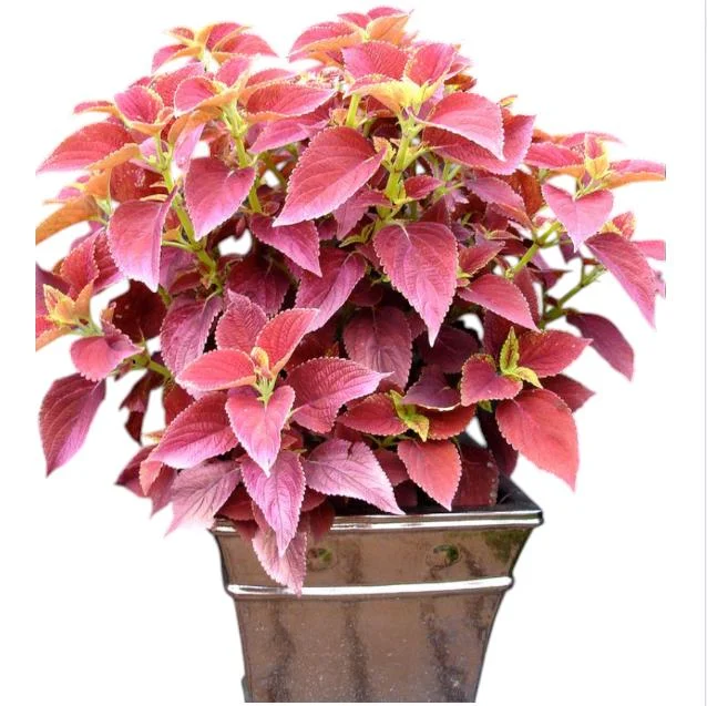 Pack of 3 Alabama Sunset Coleus Live Starter Plant - 4-8 Inch Tall Pack of 3 Alabama Sunset Coleus Live Starter Plant - 4-8 Inch Tall - Image 2