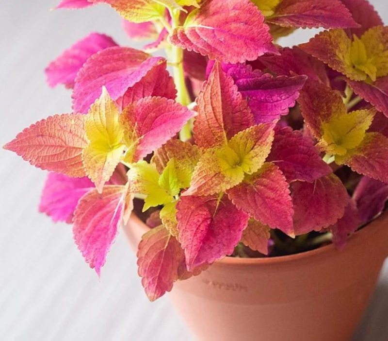 Pack of 3 Alabama Sunset Coleus Live Starter Plant - 4-8 Inch Tall Pack of 3 Alabama Sunset Coleus Live Starter Plant - 4-8 Inch Tall - Image 3