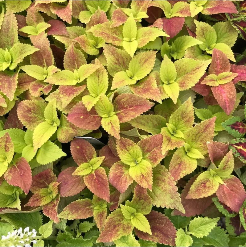 Pack of 3 Alabama Sunset Coleus Live Starter Plant - 4-8 Inch Tall Pack of 3 Alabama Sunset Coleus Live Starter Plant - 4-8 Inch Tall - Image 4