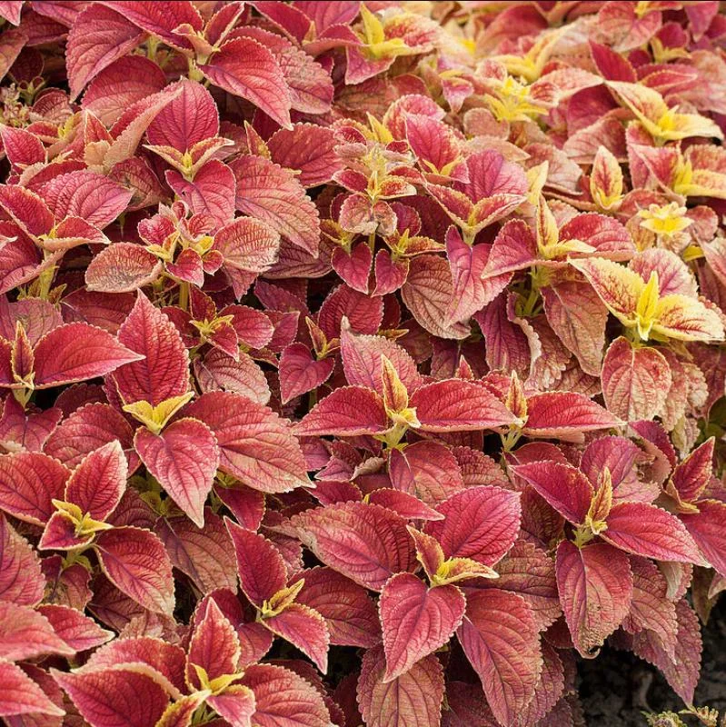 Pack of 3 Alabama Sunset Coleus Live Starter Plant - 4-8 Inch Tall Pack of 3 Alabama Sunset Coleus Live Starter Plant - 4-8 Inch Tall - Image 5