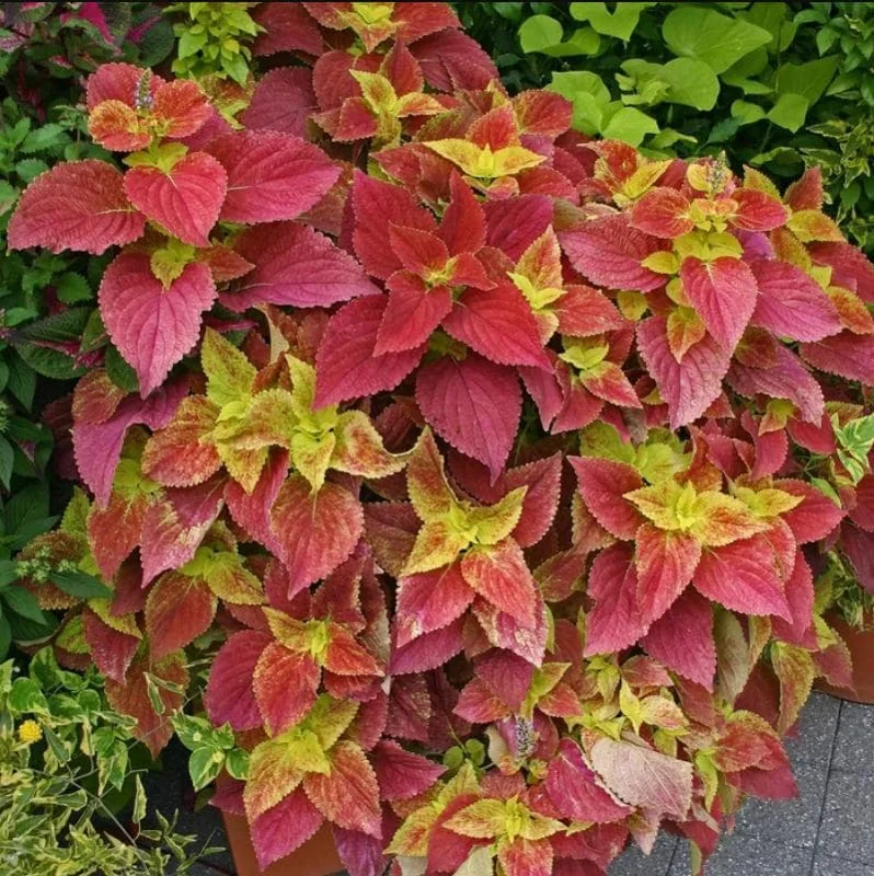 Pack of 3 Alabama Sunset Coleus Live Starter Plant - 4-8 Inch Tall Pack of 3 Alabama Sunset Coleus Live Starter Plant - 4-8 Inch Tall - Image 6