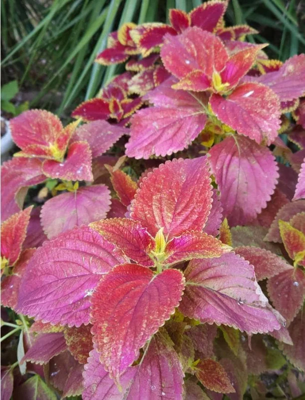 Pack of 3 Alabama Sunset Coleus Live Starter Plant - 4-8 Inch Tall Pack of 3 Alabama Sunset Coleus Live Starter Plant - 4-8 Inch Tall - Image 7