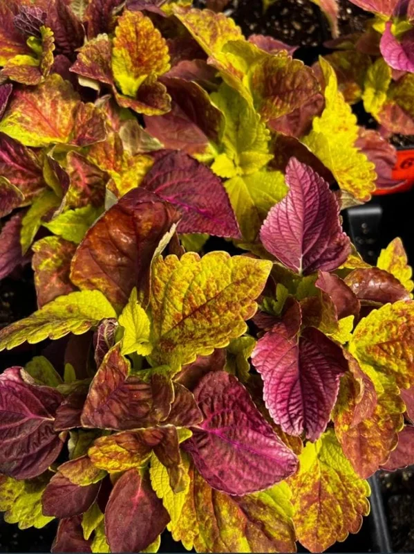 Pack of 3 Alabama Sunset Coleus Live Starter Plant - 4-8 Inch Tall Pack of 3 Alabama Sunset Coleus Live Starter Plant - 4-8 Inch Tall - Image 8