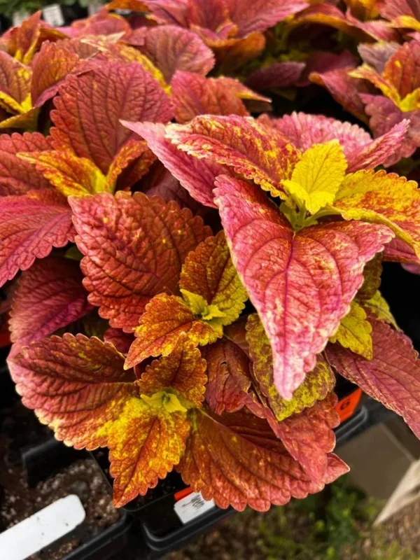 Pack of 3 Alabama Sunset Coleus Live Starter Plant - 4-8 Inch Tall Pack of 3 Alabama Sunset Coleus Live Starter Plant - 4-8 Inch Tall - Image 9