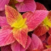 Pack of 3 Alabama Sunset Coleus Live Starter Plant - 4-8 Inch Tall - Image 1