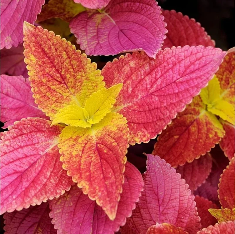Pack of 3 Alabama Sunset Coleus Live Starter Plant - 4-8 Inch Tall Pack of 3 Alabama Sunset Coleus Live Starter Plant - 4-8 Inch Tall - Image 1