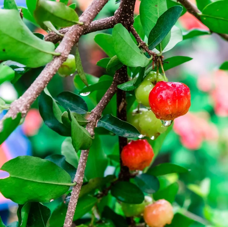 Pack of 3 Barbados Cherry Live Plants, Malpighia Emarginata, Acerola Fruit Tree Starter, 4-8 Inch Tall Pack of 3 Barbados Cherry Live Plants, Malpighia Emarginata, Acerola Fruit Tree Starter, 4-8 Inch Tall - Image 10