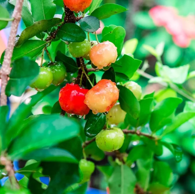 Pack of 3 Barbados Cherry Live Plants, Malpighia Emarginata, Acerola Fruit Tree Starter, 4-8 Inch Tall Pack of 3 Barbados Cherry Live Plants, Malpighia Emarginata, Acerola Fruit Tree Starter, 4-8 Inch Tall - Image 4