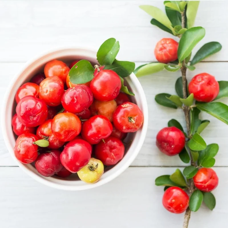 Pack of 3 Barbados Cherry Live Plants, Malpighia Emarginata, Acerola Fruit Tree Starter, 4-8 Inch Tall Pack of 3 Barbados Cherry Live Plants, Malpighia Emarginata, Acerola Fruit Tree Starter, 4-8 Inch Tall - Image 5