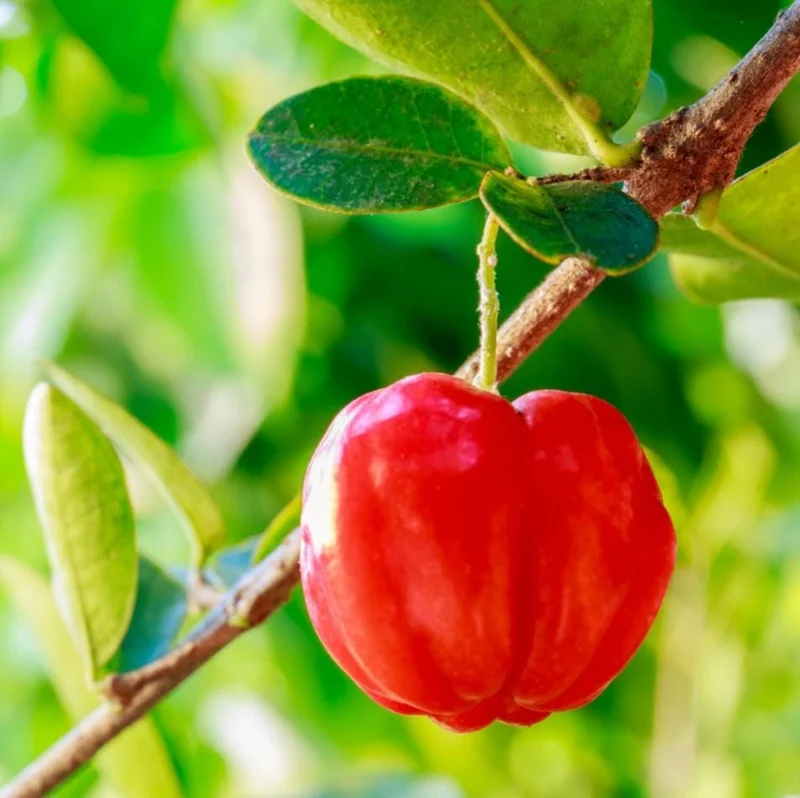 Pack of 3 Barbados Cherry Live Plants, Malpighia Emarginata, Acerola Fruit Tree Starter, 4-8 Inch Tall Pack of 3 Barbados Cherry Live Plants, Malpighia Emarginata, Acerola Fruit Tree Starter, 4-8 Inch Tall - Image 6