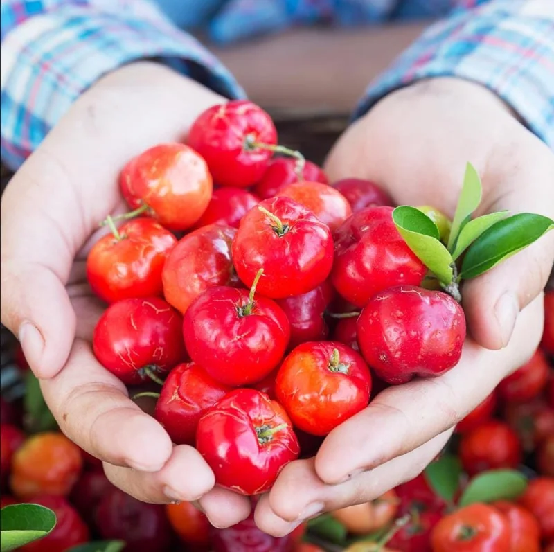 Pack of 3 Barbados Cherry Live Plants, Malpighia Emarginata, Acerola Fruit Tree Starter, 4-8 Inch Tall Pack of 3 Barbados Cherry Live Plants, Malpighia Emarginata, Acerola Fruit Tree Starter, 4-8 Inch Tall - Image 1