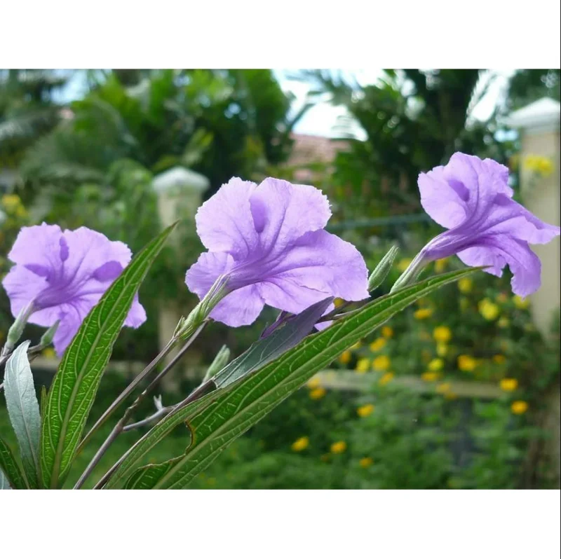 Pack of 4 Purple Showers Ruellia Live Plants - Mexican Petunia, 4-9 Inch Tall Pack of 4 Purple Showers Ruellia Live Plants - Mexican Petunia, 4-9 Inch Tall - Image 10