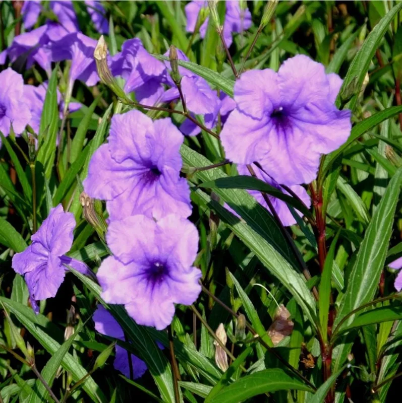Pack of 4 Purple Showers Ruellia Live Plants - Mexican Petunia, 4-9 Inch Tall Pack of 4 Purple Showers Ruellia Live Plants - Mexican Petunia, 4-9 Inch Tall - Image 3