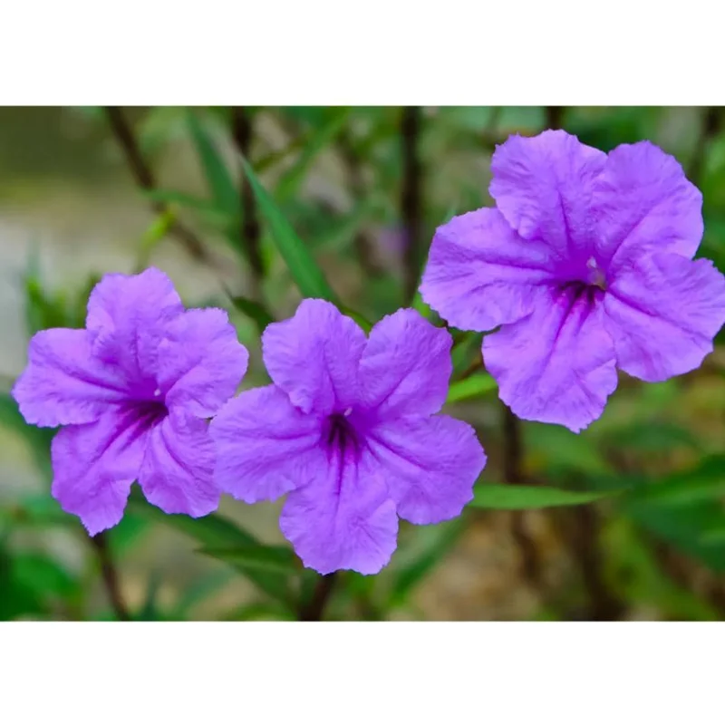 Pack of 4 Purple Showers Ruellia Live Plants - Mexican Petunia, 4-9 Inch Tall Pack of 4 Purple Showers Ruellia Live Plants - Mexican Petunia, 4-9 Inch Tall - Image 7