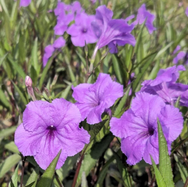 Pack of 4 Purple Showers Ruellia Live Plants - Mexican Petunia, 4-9 Inch Tall Pack of 4 Purple Showers Ruellia Live Plants - Mexican Petunia, 4-9 Inch Tall - Image 8