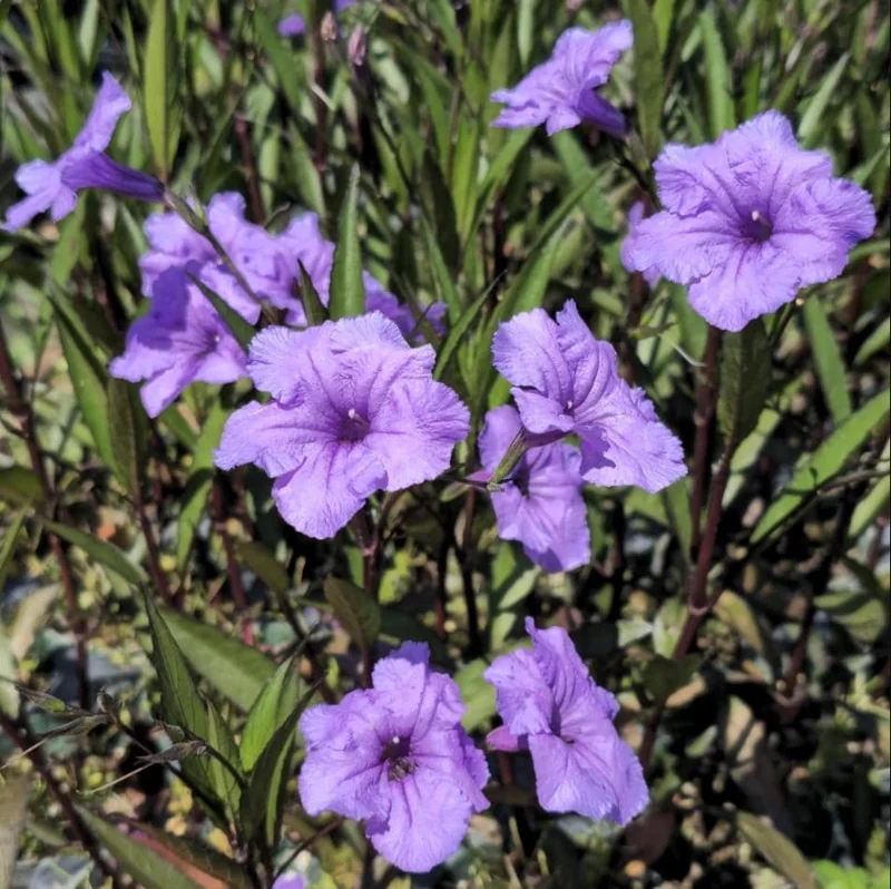 Pack of 4 Purple Showers Ruellia Live Plants - Mexican Petunia, 4-9 Inch Tall Pack of 4 Purple Showers Ruellia Live Plants - Mexican Petunia, 4-9 Inch Tall - Image 9