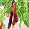 Pakistan Mulberry Live Plant - 4" Tall Starter Fruit Tree - Outdoor - Image 1
