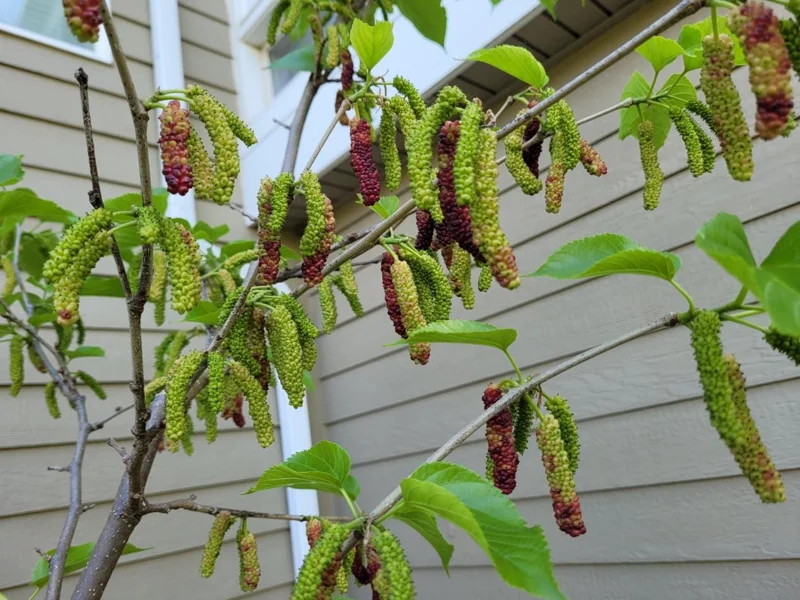 Pakistan Mulberry Live Starter Plants - 2 Pack, 4-8 Inch Sweet Fruit Trees Pakistan Mulberry Live Starter Plants - 2 Pack, 4-8 Inch Sweet Fruit Trees - Image 10