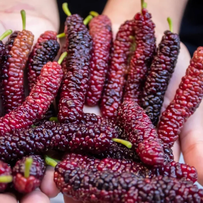 Pakistan Mulberry Live Starter Plants - 2 Pack, 4-8 Inch Sweet Fruit Trees Pakistan Mulberry Live Starter Plants - 2 Pack, 4-8 Inch Sweet Fruit Trees - Image 2