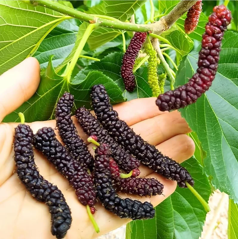 Pakistan Mulberry Live Starter Plants - 2 Pack, 4-8 Inch Sweet Fruit Trees Pakistan Mulberry Live Starter Plants - 2 Pack, 4-8 Inch Sweet Fruit Trees - Image 3