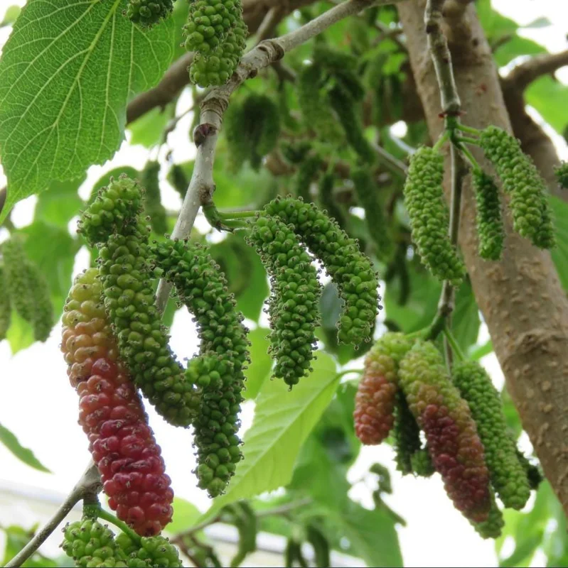 Pakistan Mulberry Live Starter Plants - 2 Pack, 4-8 Inch Sweet Fruit Trees Pakistan Mulberry Live Starter Plants - 2 Pack, 4-8 Inch Sweet Fruit Trees - Image 4