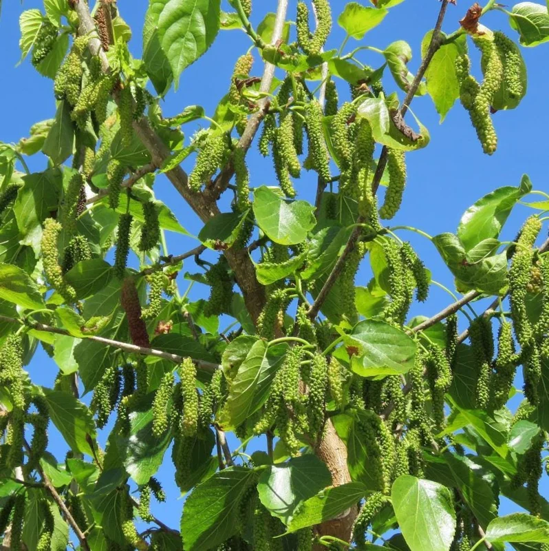 Pakistan Mulberry Live Starter Plants - 2 Pack, 4-8 Inch Sweet Fruit Trees Pakistan Mulberry Live Starter Plants - 2 Pack, 4-8 Inch Sweet Fruit Trees - Image 6