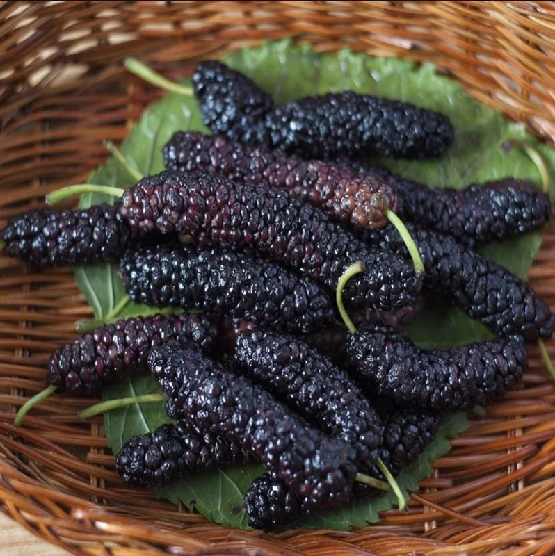Pakistan Mulberry Live Starter Plants - 2 Pack, 4-8 Inch Sweet Fruit Trees Pakistan Mulberry Live Starter Plants - 2 Pack, 4-8 Inch Sweet Fruit Trees - Image 7