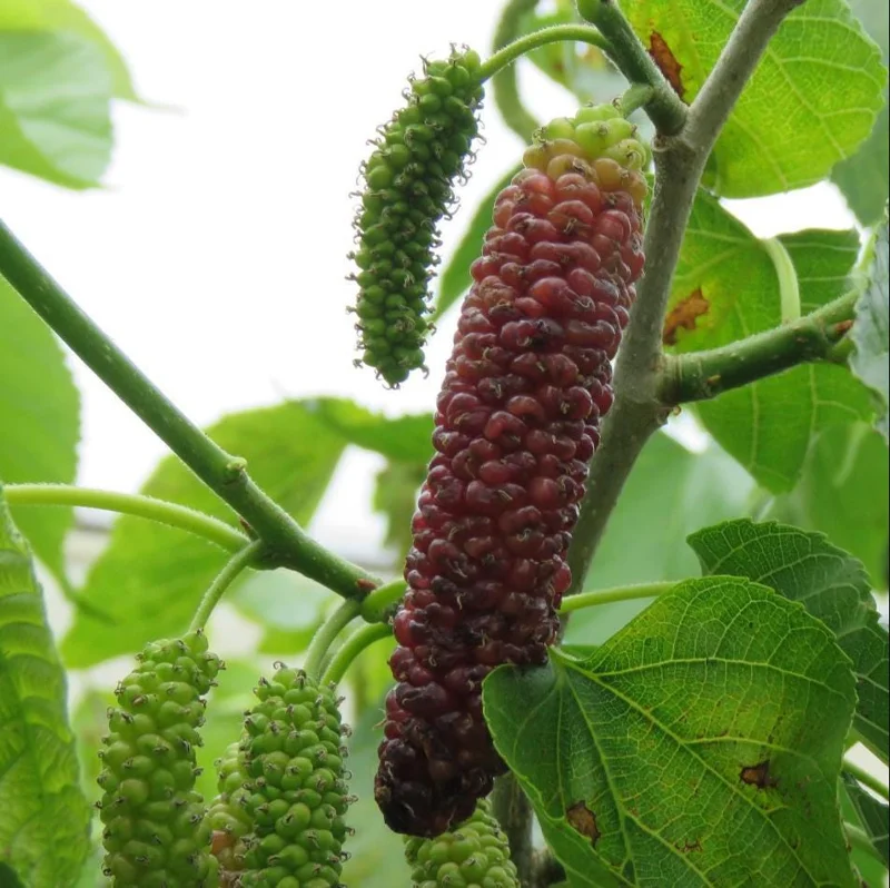 Pakistan Mulberry Live Starter Plants - 2 Pack, 4-8 Inch Sweet Fruit Trees Pakistan Mulberry Live Starter Plants - 2 Pack, 4-8 Inch Sweet Fruit Trees - Image 9