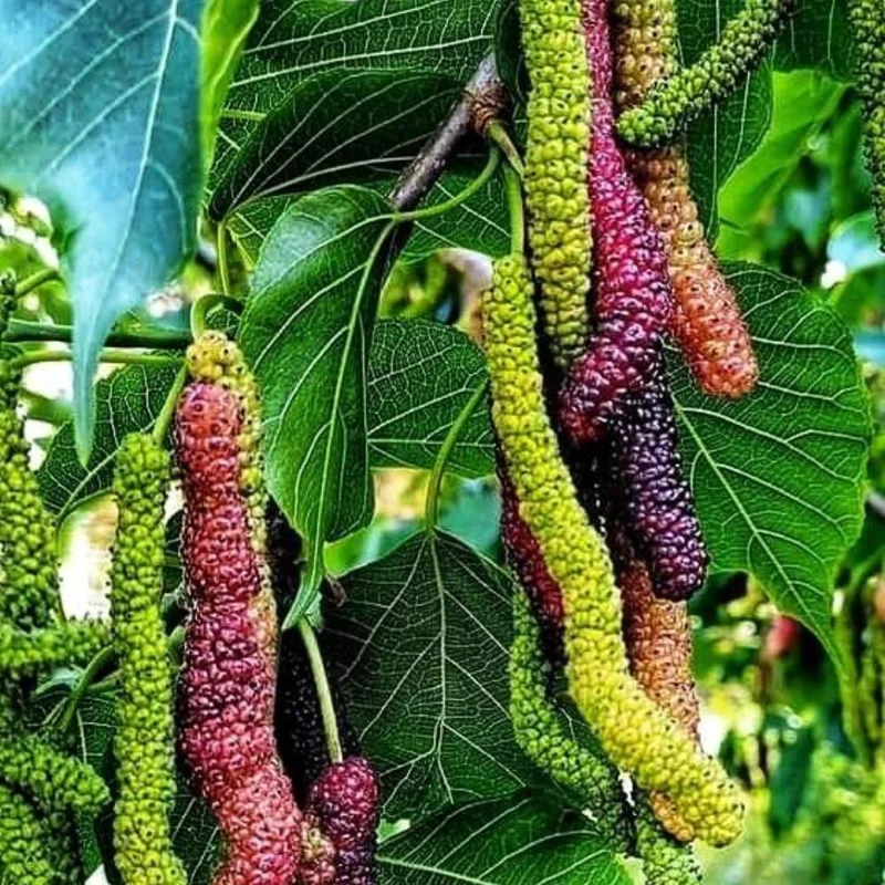 Pakistan Mulberry Tree Live Plant in Half Gal Pot - Sweet Fruit Tree - Image 2