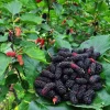 Pakistan Mulberry Tree Live Plant in Half Gal Pot - Sweet Fruit Tree - Image 1