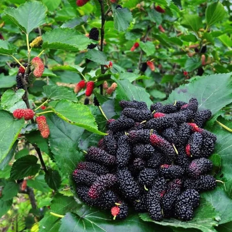 Pakistan Mulberry Tree Live Plant in Half Gal Pot - Sweet Fruit Tree - Image 1
