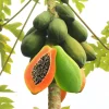 Papaya Live Plant - 4" Pot, 5-10 Inches Tall Tropical Sweet Fruit Tree Papaya Live Plant - 4" Pot, 5-10 Inches Tall Tropical Sweet Fruit Tree - Image 1